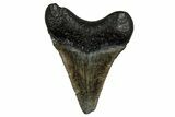 Serrated, Juvenile Megalodon Tooth - South Carolina #353298-1